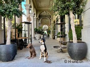 H-und.ch: Die Schweiz mit Hund erleben