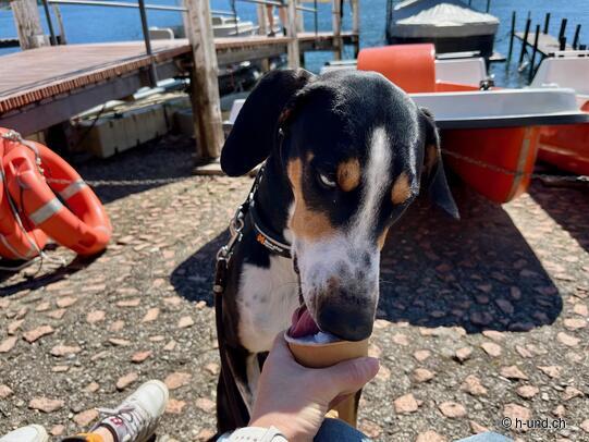 H-und.ch on Tour: Reka Feriendorf Lugano Alobnago