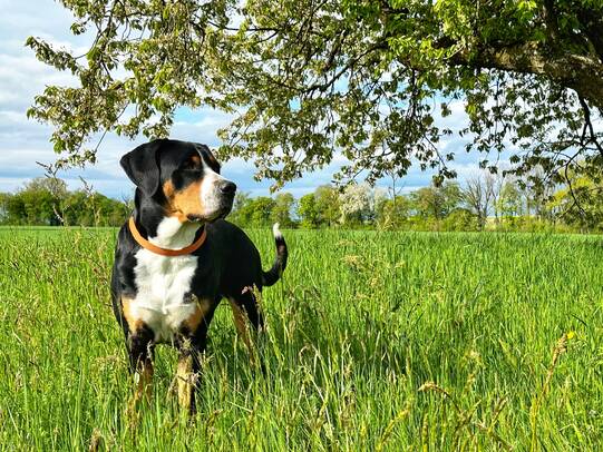 02. Tamina-Mila, Niederbipp (BE)