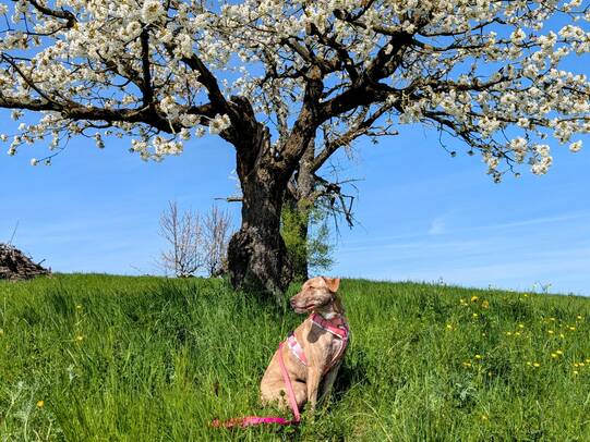 10. Siena, Fricktaler Chriesiweg (AG)