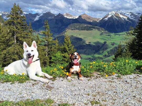 11. Loki und Balou, Diemtigtal (BE)