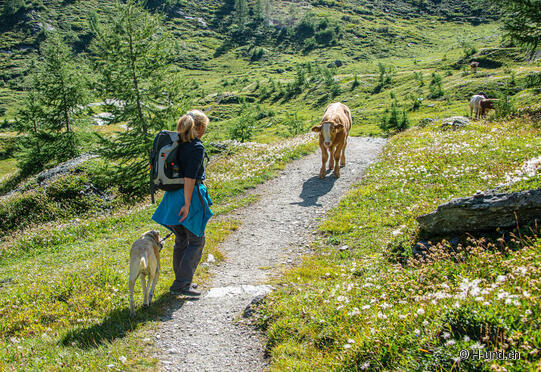 Randonnée avec chien à la rencontre des vaches